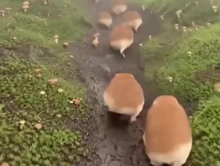 我的刀盾 征集爸爸妈妈哥哥姐姐啦,这次是圆球刀盾!#我的刀盾 #刀盾狗 #柴犬 #仓鼠 #大型认亲现场