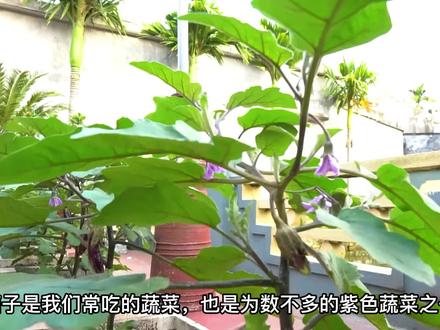 #田园生活#硕果累累#抖音新农人#抖音助农#茄子种植 #红烧茄子 茄子百般好,不如在家种上几盆,3个月成熟结满枝,家里小孩很爱吃