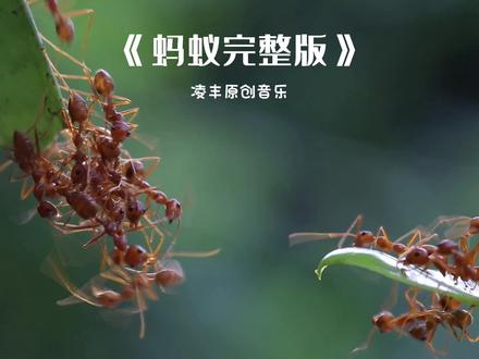 凌丰原创歌曲《蚂蚁》完整版/我像一只小小的蚂蚁,小到没人把我放眼里…#音乐分享 #凌丰原创 #蚂蚁#完整版 @DOU+小助手 @凌丰 @凌丰三两三乐队