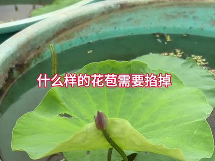 盆栽荷花什么样的长势需要掐花苞。#碗莲种植 #碗莲种植日记 #碗莲种植技巧 #养莲知识