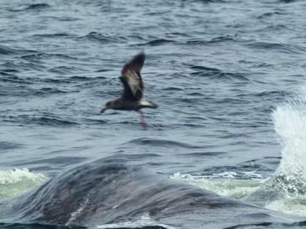 海洋霸主虎鲸再次展现威力,成功猎杀灰鲸幼崽!#海洋生物 #神奇的大自然 #鲸鱼 #纪录片