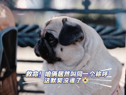 道哥:我遇上这么个主人也是无语#