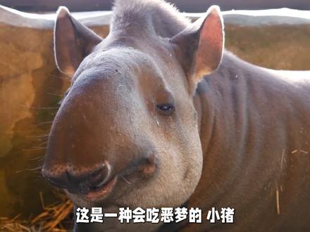 传说中的食梦貘,没想到也能这么可爱 #貘 #奇妙的动物 #科普