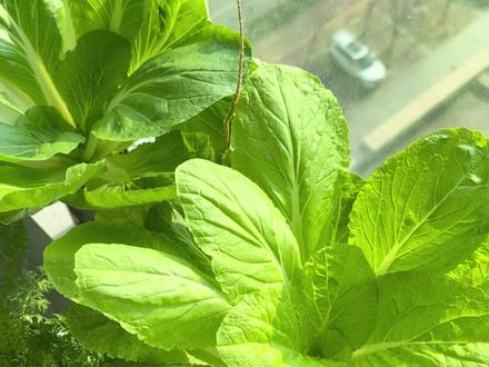 几百人围观的奶茶杯种菜教程来啦!针对大家最关心的问题,博主都总结在这一篇里了,动手试试,你也能实现“奶茶杯小菜园”自由!#阳台种菜 #种植小技巧 #学种菜 #封闭阳台种菜 #奶茶杯