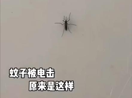 蚊子被电会变成这样 #二次元 #cos #芙宁娜 #抽象 #反差