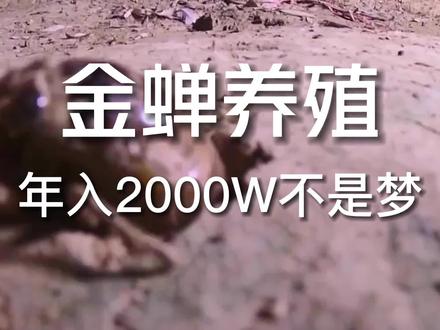 你们那边是如何称呼金蝉的?#三农 #养殖 #乡村振兴 @抖音小助手 #热门