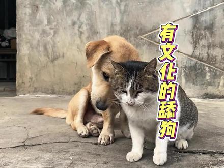 两禽若是长久时,又岂在猫猫狗狗 #搞笑配音 #猫狗cp #动物的迷惑行为