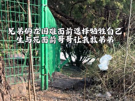 患难见真情,我也挺难的#我和流浪猫的故事 #感动 #温暖 #狸花猫