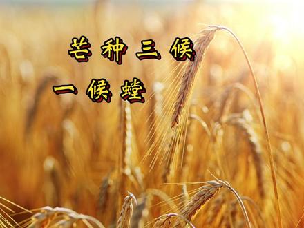 芒种三候及习俗
#芒种 #芒种三候 #芒种习俗