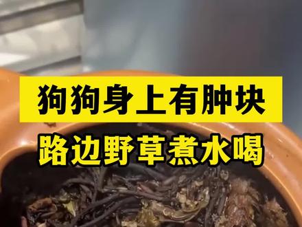 #狗狗肿瘤 #狗狗肿瘤怎么办 #狗狗肿瘤吃什么 #中兽医 #宠物医生