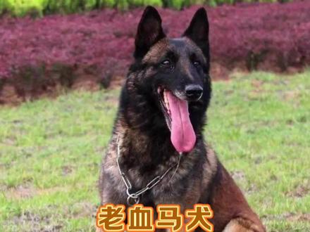 老血马犬与新血马犬的区别!#老血马犬 #精品马犬