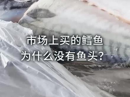 市场上买的鳕鱼为什么没有鱼头?#抖知加油站 #科技聚集地