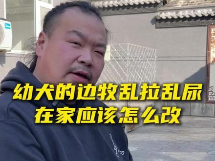 边牧在幼犬时期乱拉乱尿,先别急着打骂!我用三招教你搞定,一周毕业!#狗狗 #训犬 #边牧 #养狗人 #新手养狗