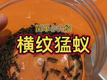 横纹猛蚁小介绍