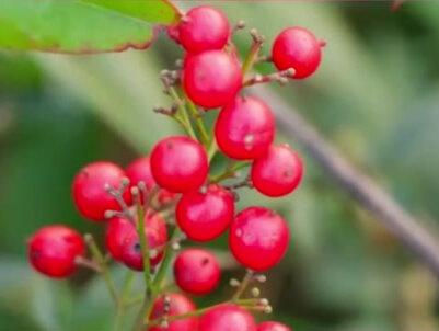 美丽而危险的家庭常种植物,南天竹#南天竹 #家居植物 #园林绿化
