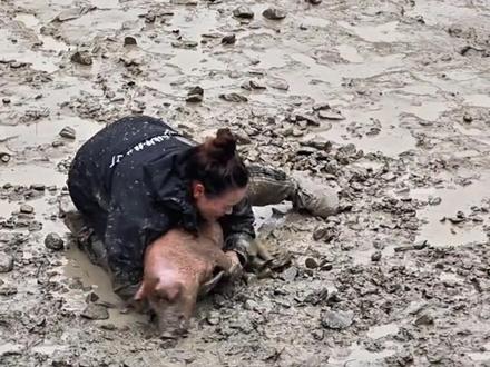 贵州苗寨翻鼓节泥地抓猪比赛,抓到抱走,没抓到给100元。猪猪:有这么多人为我拼命。#贵州 #抓猪比赛