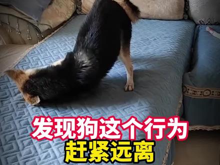 发现狗狗这个行为,赶紧跑。 #科学养狗攻略 #养狗专业知识 #新手养宠 #驱虫 #宠物驱虫