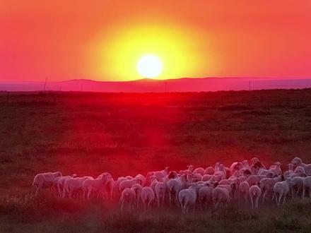 52%的内蒙古人都来自山西,晋蒙之好源远流长!#内蒙古 #山西 #走西口 #晋蒙 #旅行推荐官