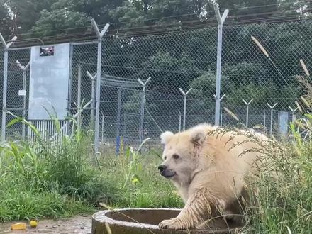 为何北极熊这么抗冻?仿造北极熊毛皮织物让你冬天不再冷 #北极熊 #动物科普 #动物 #涨知识