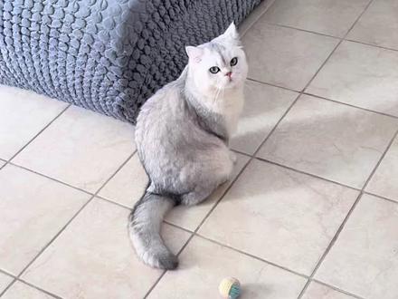 要做一个有“礼貌”的福州阿命#记录猫咪日常 #福州阿命 #银渐层