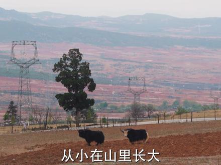 木里午餐 布叔自小生活在山里,靠养猪种地生活,7年前的一场意外改变了他的生活。虽然生活拮据,但他还是用家里最好的招待了我们。在家里,在田间,布叔聊起了他的故事。#未来导演扶持计划 #木里 #山里的生活 #人间观察计划#烟火气
