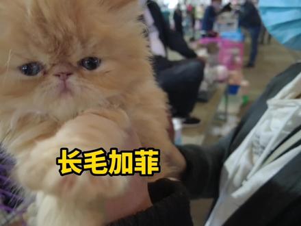 曾经上万元的加菲猫现只要3000,太不可思议了,正是养猫的好时候 #猫