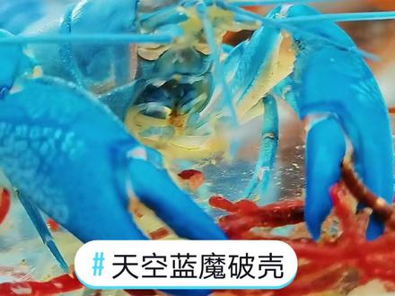 #创作灵感 饲养天空蓝魔的快乐就是它太能生了,根本停不下来#天空蓝魔繁殖 #天空蓝魔虾