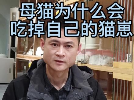 猫咪为什么会吃掉自己的幼崽,到底是猫性的冷淡还是猫德的缺失#萌宠 #猫咪 #记录猫咪日常 #科学养宠攻略