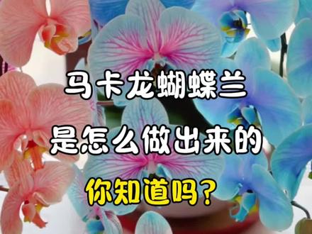 马卡龙蝴蝶兰怎么来的?你知道吗?#上热门 #蝴蝶兰#马卡龙蝴蝶兰#爱生活爱养花 #年宵花 @DOU+小助手