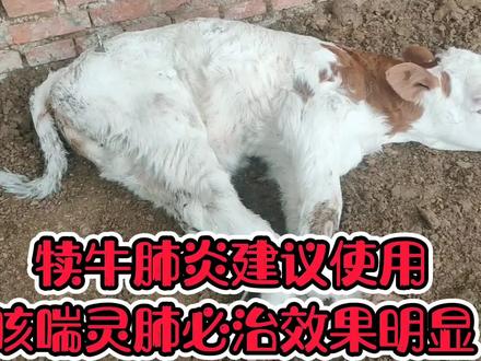 犊牛得了肺炎怎么办?建议使用咳喘灵肺必治3到5天,效果明显
