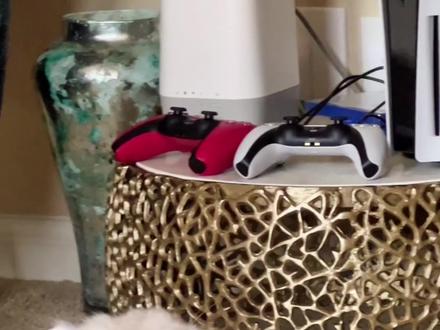 天生自带眼线的“金吉拉猫”,电力十足,养一只不亏#DOU小助手#猫 #喵喵教#金吉拉猫