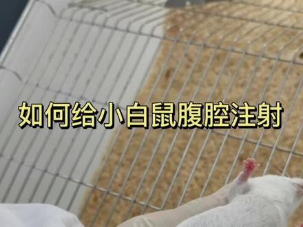 小鼠腹腔注射技术总结:抓稳,压低,进针,回抽,注射,旋出。😂😂不得不说,过了个年手生了#熟能生巧 #KM鼠