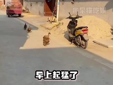 不是说建国以后不许成精的嘛,怎么感觉它们比我聪明#动物#鸭子