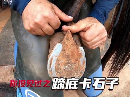 #热点 #修蹄 #钉蹄师 #沉浸式 #马术俱乐部 #马术运动 给运动马修蹄总能碰到奇葩情况,这回是马匹给自己在脚底加了增高垫,不知道感受如何。另外,每个马场里总有几只闲来无事,溜溜达达的小狗。@DOU+小助手