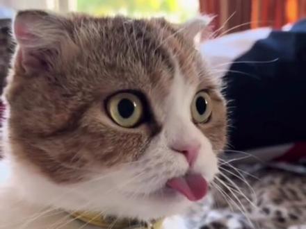 你家小猫有对你装过可爱吗? #猫咪行为学 #养猫经验分享 #新手养猫