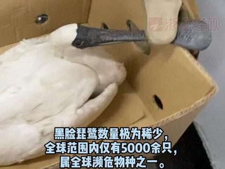 宁波村民救助一只受伤大鸟,嘴巴像一个饭勺!全球只有5000多只~