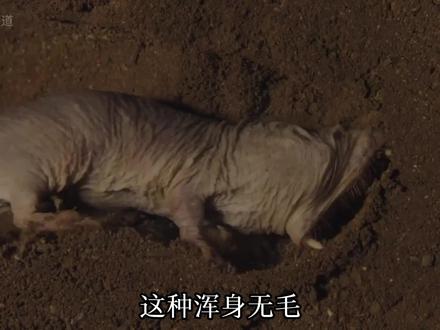 终身不会患癌的动物:裸鼹鼠#动物科普 #裸鼹鼠#内容启发搜索