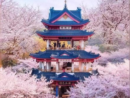 2026鼋头渚赏樱攻略🌸不想踩雷就看这篇! #西游兔 #鼋头渚樱花 #无锡旅游 #旅游推荐官 #省钱攻略