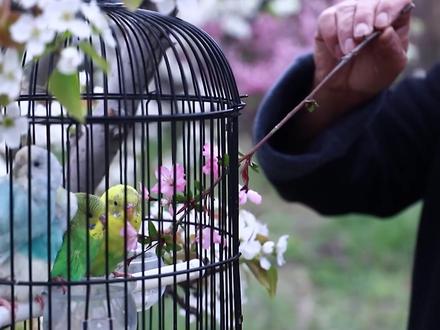 提笼与架鸟原来是两回事#涨知识 #传统文化 #萌知计划 #提笼架鸟 #鸟