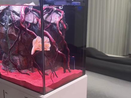 小丑鱼怎么养,今天给大家更新小丑鱼开缸 小丑鱼开缸视频更新了,家里有不用的淡水小缸,也可以直接转玩小丑鱼,淡水缸转海缸就三步,老板们点赞收藏干#水族 #海缸 #小丑鱼 #小丑鱼怎么养