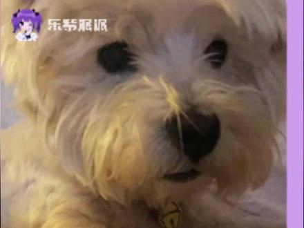 papi妈妈争取来的光将照亮,每一个养宠物的人#西高地papi #宠物 #感动 #正义