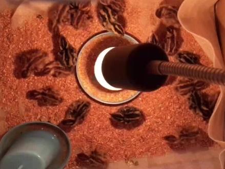 鹌鹑孵化出壳成长全记录