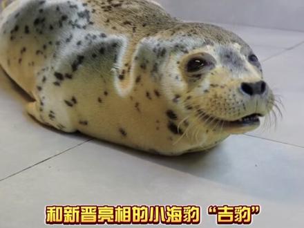 上班暂停,我已经迫不及待想去海昌沉浸式当一次深海勇士了。#起猛了在郑州看见巨型章鱼 #巨型章鱼来郑州了#河南人骨子里的善良与实在 #郑州 #郑州旅游推荐地