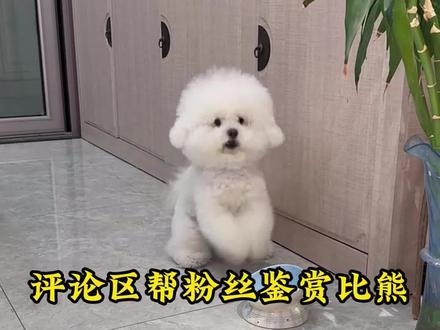 评论区免费帮粉丝鉴赏比熊,大家好好看好好学,避免踩坑!#比熊 #宠物狗 #涨知识