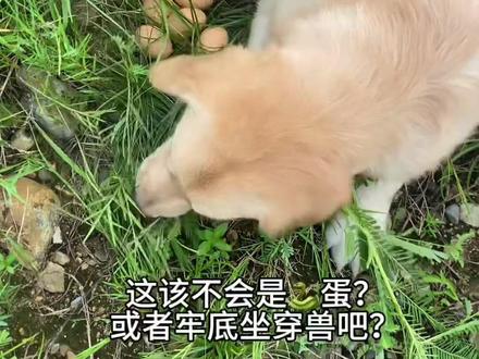 太感动了,这就是生命的力量#金毛 #狗狗 #萌宠出道计划