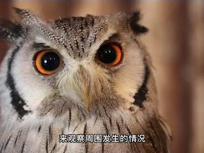 猫头鹰的头旋转是怎么做到的? #猫头鹰 #奇妙的动物 #涨知识 #科普