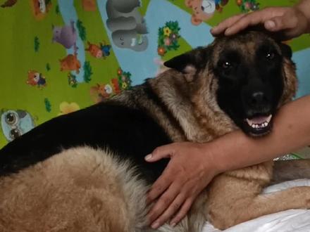 狗狗的产前、产中、产后护理(一)#德牧 #家庭伴侣犬 #宠物