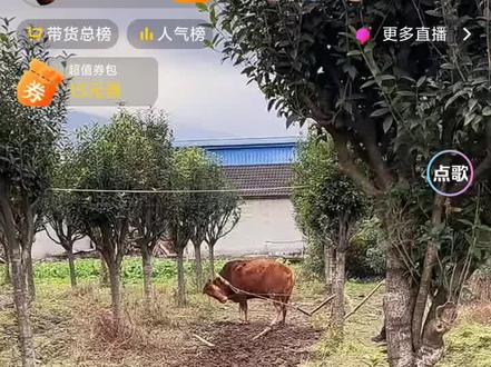 分分钟就把牛头砍下来了,这就是牛的命运