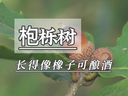 枹栎树的果实你们会不会误认为是橡子呢?#枹栎树#橡树 #生活处处是风景 #抖音新农人2022 @DOU+小助手