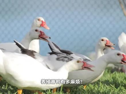 “鸭中贵族”的番鸭,价值远超普通鸭类,为何在农村没大量养殖? #科普 #动物 #番鸭